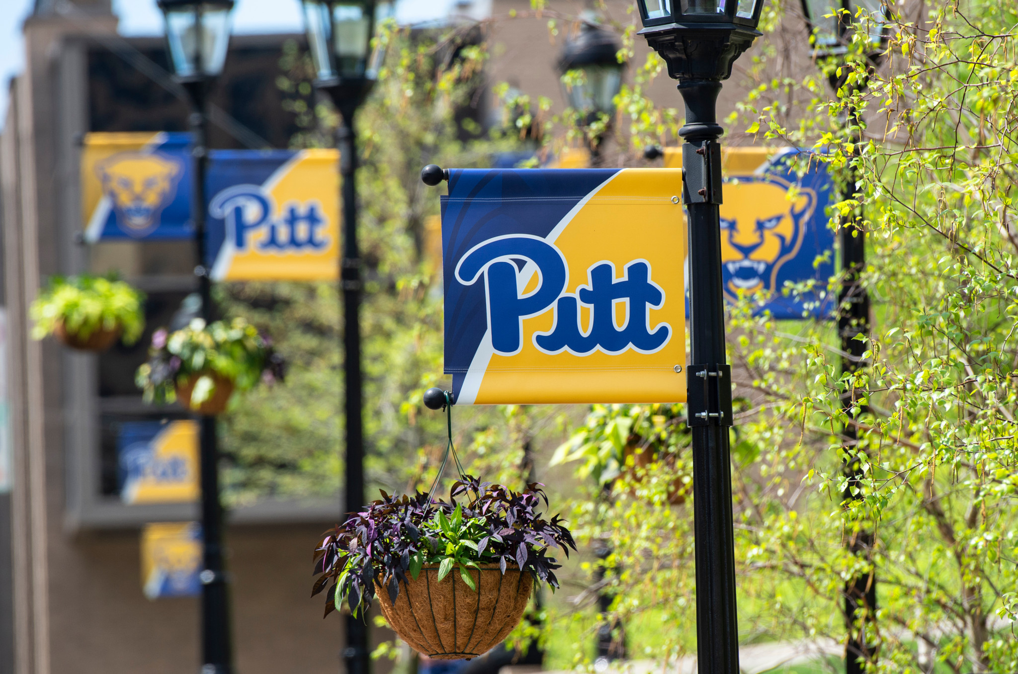 a row of pitt banner on lamp posts 